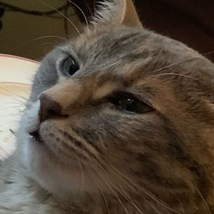 Meet your Posher, Thomas